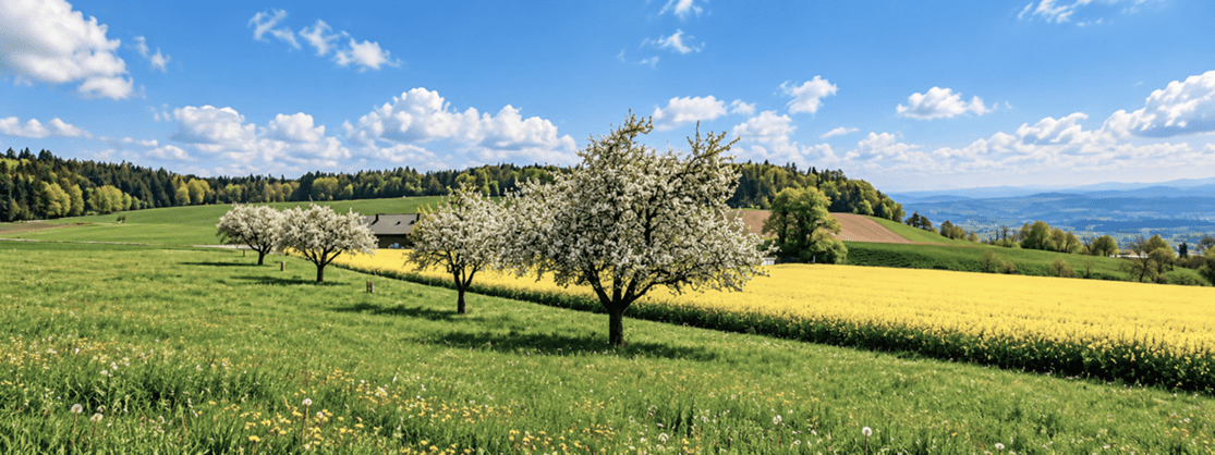 Blühende Obstbäume auf einer grünen Frühlingswiese vor einem leuchtend gelben Rapsfeld, mit bewaldeten Hügeln und weiter Aussicht unter blauem Himmel.