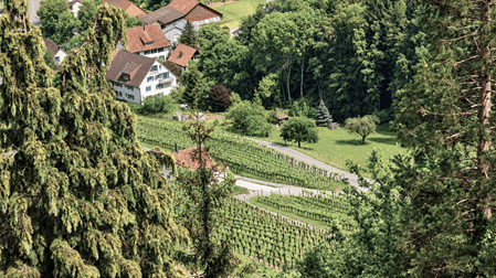 Aussicht auf die Rebberge, grüne Wälder und traditionellen Häuser von Regensberg mit roten Ziegeldächern und einer geschwungenen Strasse im Zürcher Unterland.