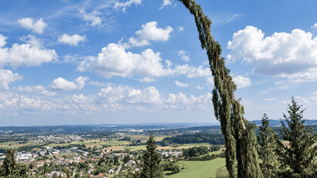 Panoramablick von Regensberg über die grüne Landschaft des Zürcher Unterlands mit Dörfern, Feldern und Wäldern, eingerahmt von einer markanten, schräg gewachsenen Tanne unter blauem Himmel.