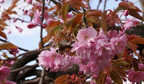 Frühlingsblüte im Kanton Thurgau